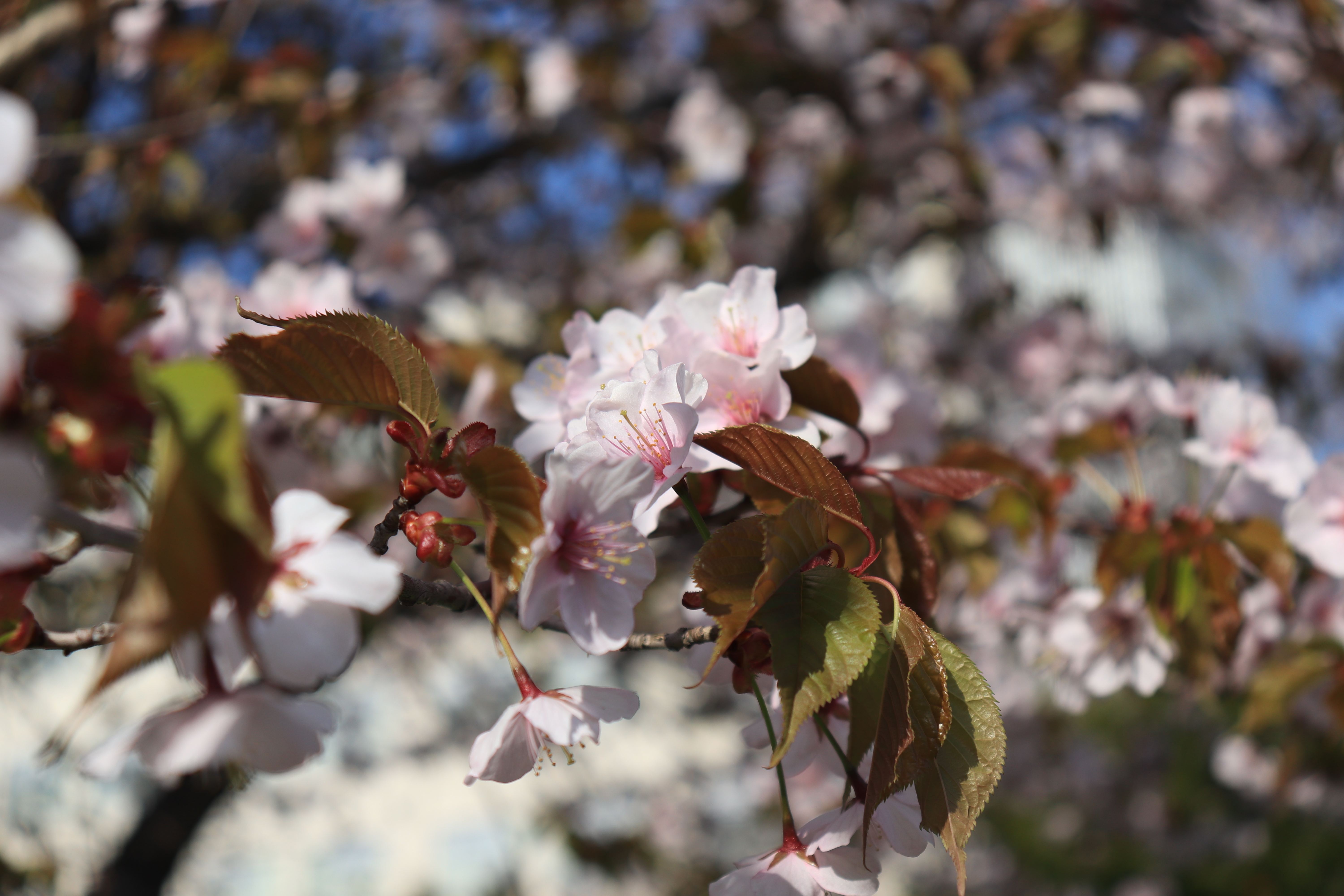 sakura1