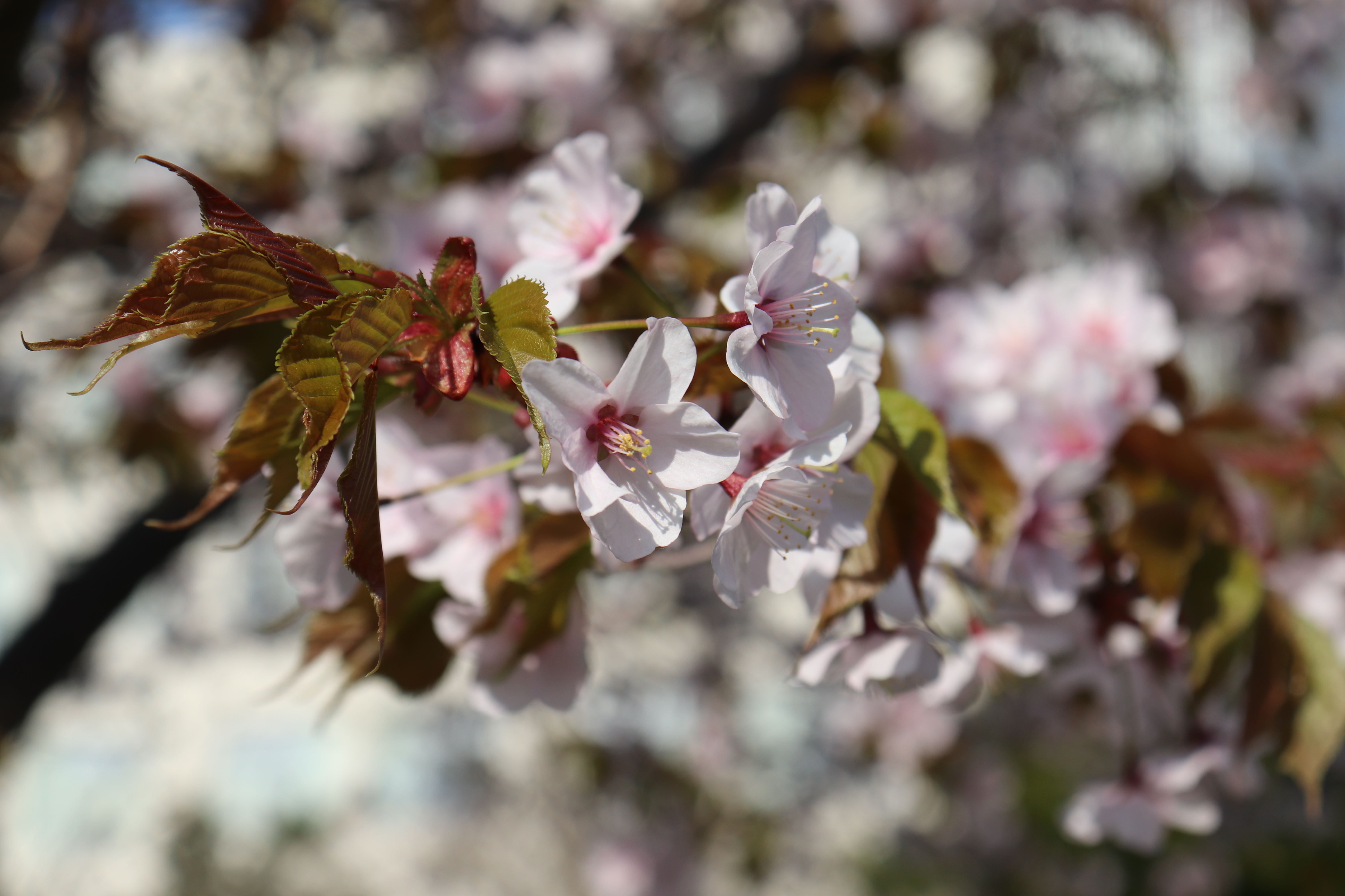 sakura2